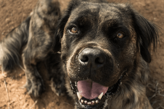 Brindle Boerboel