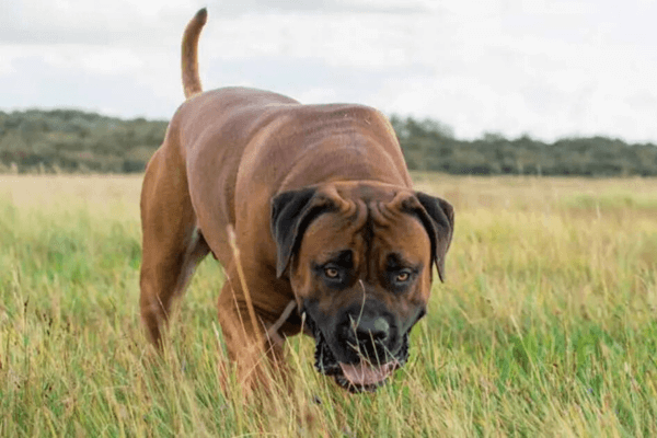 Bruine Boerboel 