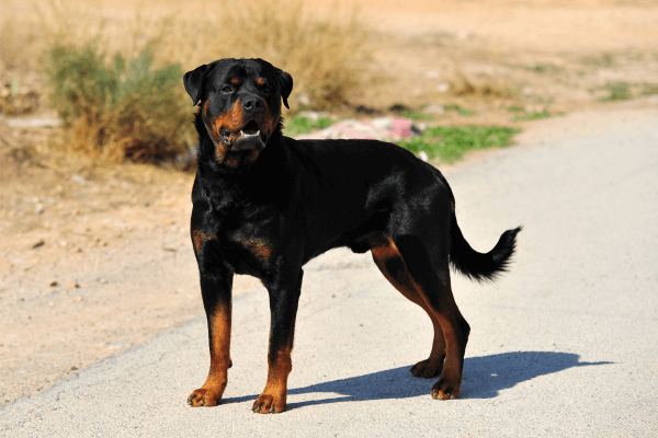 De rottweiler