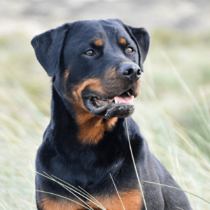 Een Rottador