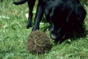 Egel met hond