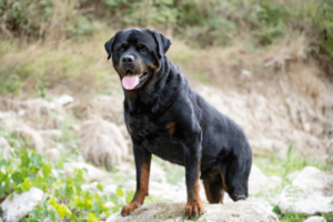 Grote Rottweiler
