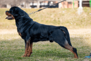Sterke Rottweiler
