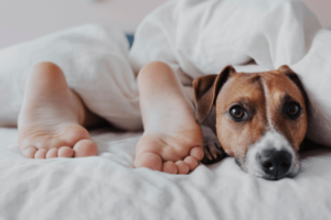 Hond in bed