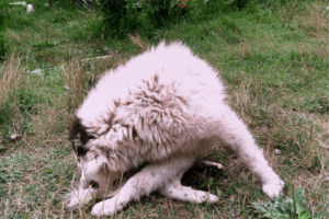 Hond jeuk aan anus