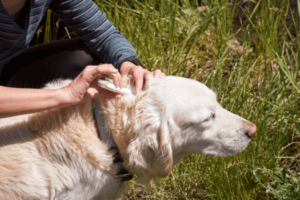 Hond krijgt vlooiendruppels
