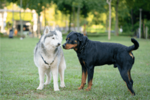 Jaloerse Rottweiler