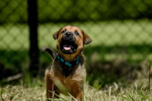 Kruising Boerboel rottweiler