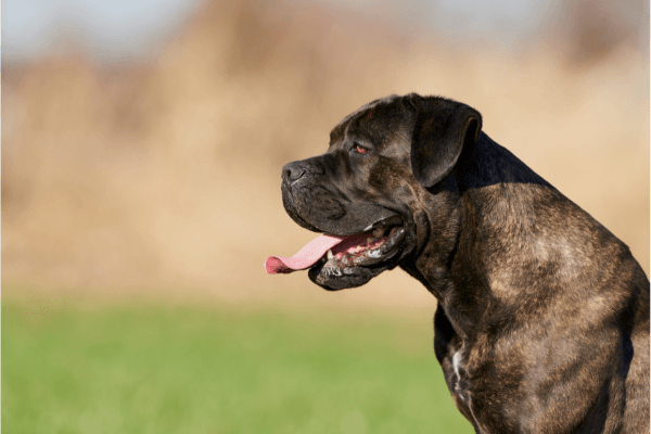 Kruising boerboel en cane corso