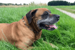 Lieve Boerboel