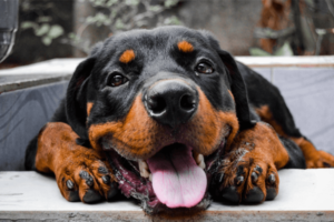 Lieve Rottweiler