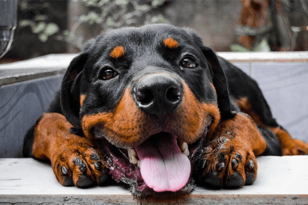 Lieve Rottweiler