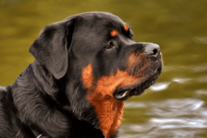 Oude Rottweiler