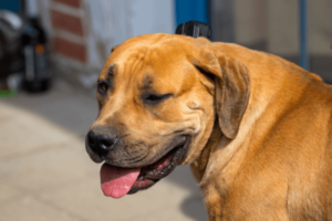 Oude boerboel