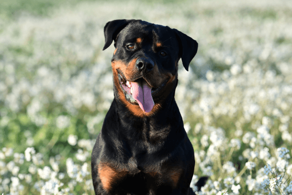 Rottweiler