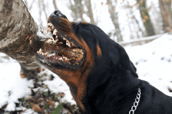 Rottweiler bijt