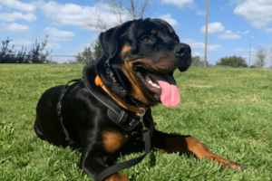 Rottweiler in gras
