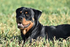 Rottweiler in hoog gras