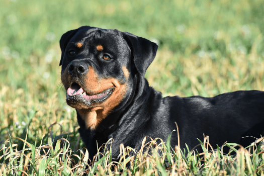 Rottweiler in hoog gras