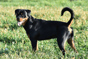 Rottweiler met mooie staart