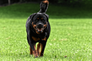 Rottweiler op het gras