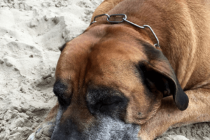 Vacht van een Boerboel