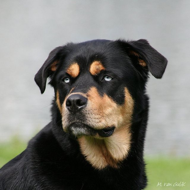 Kruising tussen rottweiler en husky