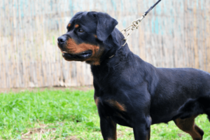 beschermende Rottweiler