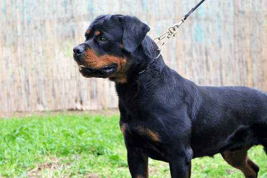 beschermende Rottweiler