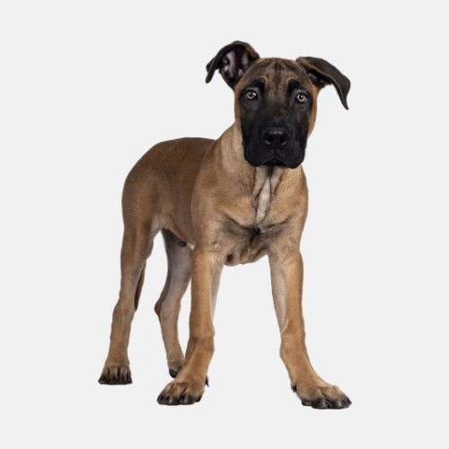 boerboel puppy