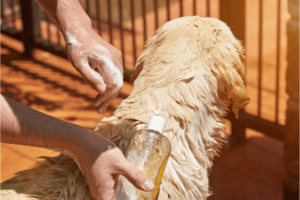 groene zeep op de vacht van hond