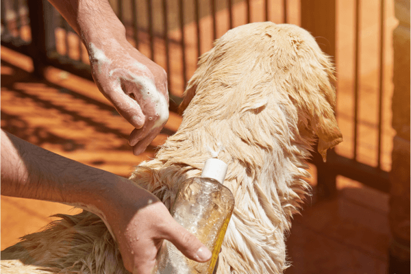 groene zeep op de vacht van hond