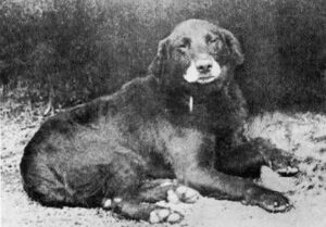 De oudste labrador
