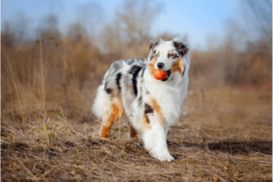 Australische Herder