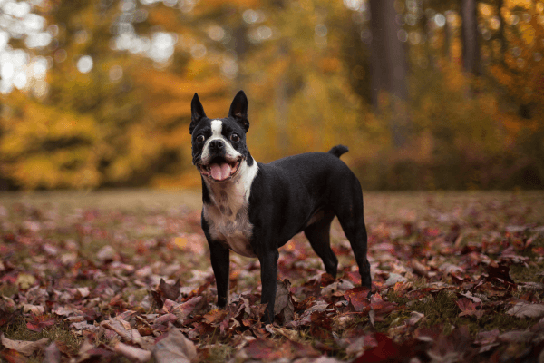 Boston Terrier