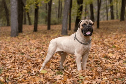 Bullmastiff