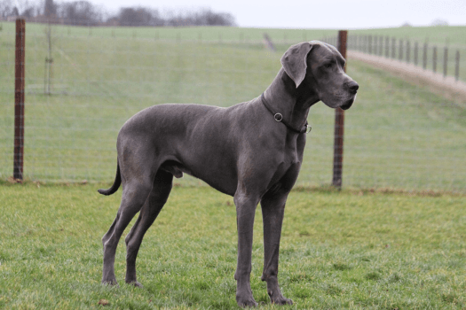Deense dog