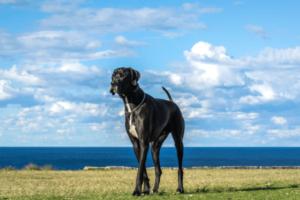 Grote hond
