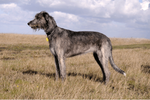 Ierse Wolfhond