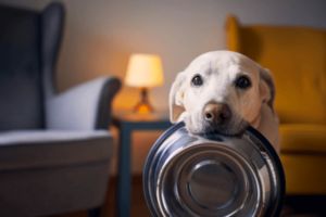 Labrador alleen thuis