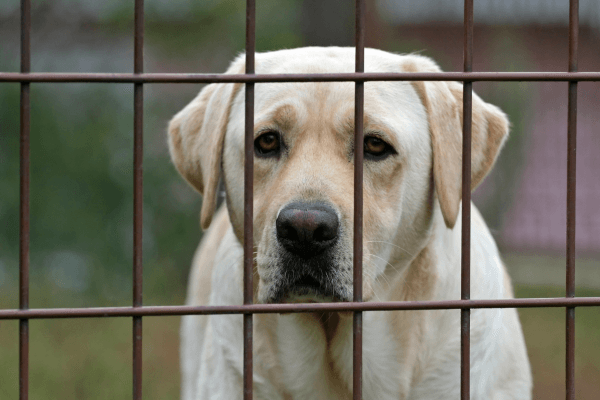 Labrador bij een hek