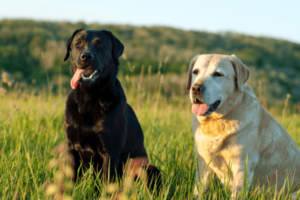 Labrador in weiland