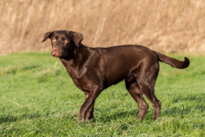 Labrador met perfect gewicht