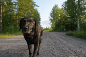Labrador op de weg