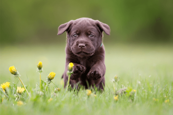 Labrador pup