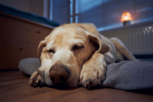 Labrador slaapt