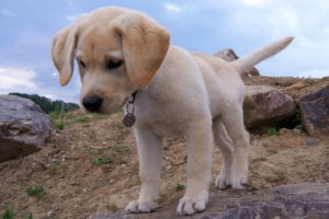Lieve Labrador
