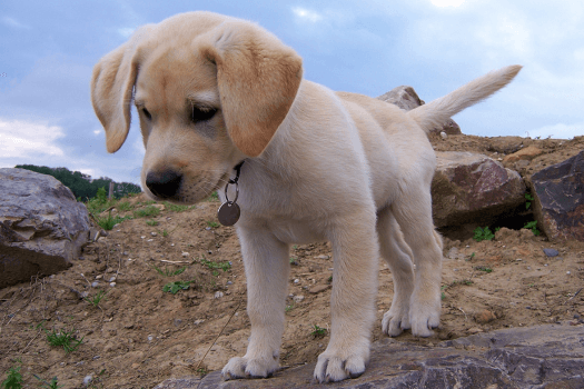 Lieve Labrador