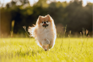Pomeranian