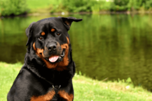 Rottweiler